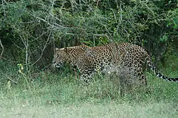 Leopardo de Sri Lanka