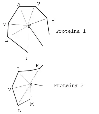 Ilustración de los vectores átomo-a-átomo calculados con SSAP. A partir de estos vectores se construirían una serie de vectores diferencia (por ejemplo, entre (FA) en la proteína 1 y (SI) en la proteína 2). Las dos secuencias se representan sobre las dos dimensiones de una matriz para formar una matriz de diferencias entre las dos proteínas. Se aplica programación dinámica sobre todas las posibles matrices de diferencias para construir una serie de trayectorias óptimas de alineamientos locales, que son sumadas para formar una matriz resumen sobre la cual se ejecuta una segunda ronda de programación dinámica.