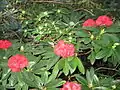 Floración de Rhododendron en el Jardín Botánico de la Universidad Estatal de San Petersburgo.