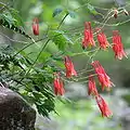 Aguileña común(Aquilegia canadensis)