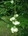 Staphylea pinnata flowers