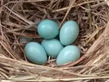 Estornino pinto (Sturnus vulgaris), puesta típica