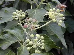 Umbelas simples en Hedera helix