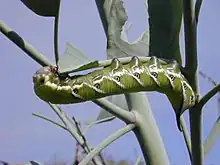 Oruga de Manduca blackburni, estadio tardío