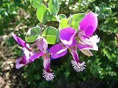 Polygala x dalmaisiana, pétalo inferior aquillado y fimbriado (con flecos, como una orla).