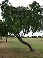 Millettia pinnata En Oahu, Hawái