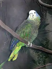 Amazona guildingii(Amazona de San Vicente)