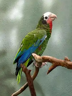 Loro cubano (Amazona leucocephala).