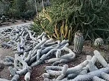 Creeping Devils (Stenocereus engus), con Fouquieria y cactus barril