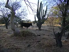 Stenocereus montanus, Opuntia ficus-indica, alguna especie de Prosopis y Bos primigenius taurus.