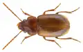 Stenolophus obockianum