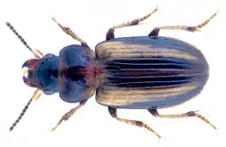 Stenolophus elegantulus