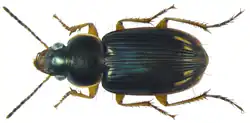 Stenolophus smaragdulus