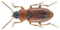 Stenolophus abdominalis