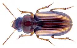 Stenolophus bilineatus