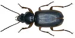 Stenolophus mixtus