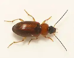 Stenolophus skrimshiranus