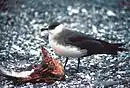 Págalo parásito alimentándose de un cadáver de animal.