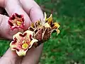S. apetala flores individuales