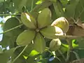S. apetala frutas