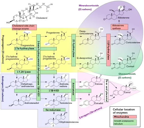 Steroidogenesis