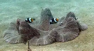 Pareja de Amphiprion polymnus en S. haddoni