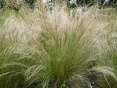 Stipa tenuifolia