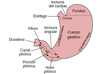 Diagrama del estómago