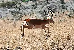 Una gacela realizando un salto de rebote