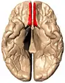 Superficie basal del del cerebro. La circunvolución recta se muestra en rojo.