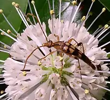 Strangalia luteicornis