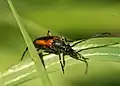 Strangalia melanura