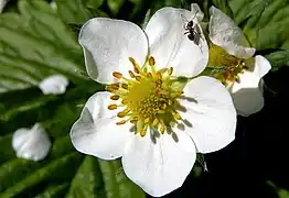 Flor de Fragaria × ananassa