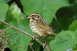 Serín estriado (Crithagra striolata)