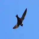 Streptoprocne zonaris White-collared Swift