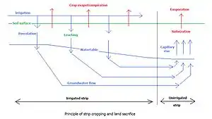 Fig. G4. Principio de la cultivación por fajas y sacrificio de fajas no regadas a donde se dirige la salinización de los suelos.