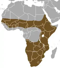 Distribución de la zorrilla común