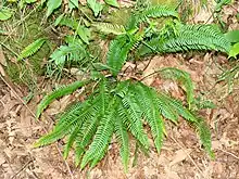 Blechnum spicant