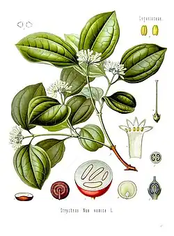 Strychnos nux-vomica L.