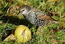 Estornino pinto comiendo fruta