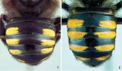 1) Melipona quadrifasciata anthidioide 2) Melipona quadrifasciata quadrifasciata