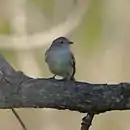 Sublegatus modestus Southern Scrub-Flycatcher