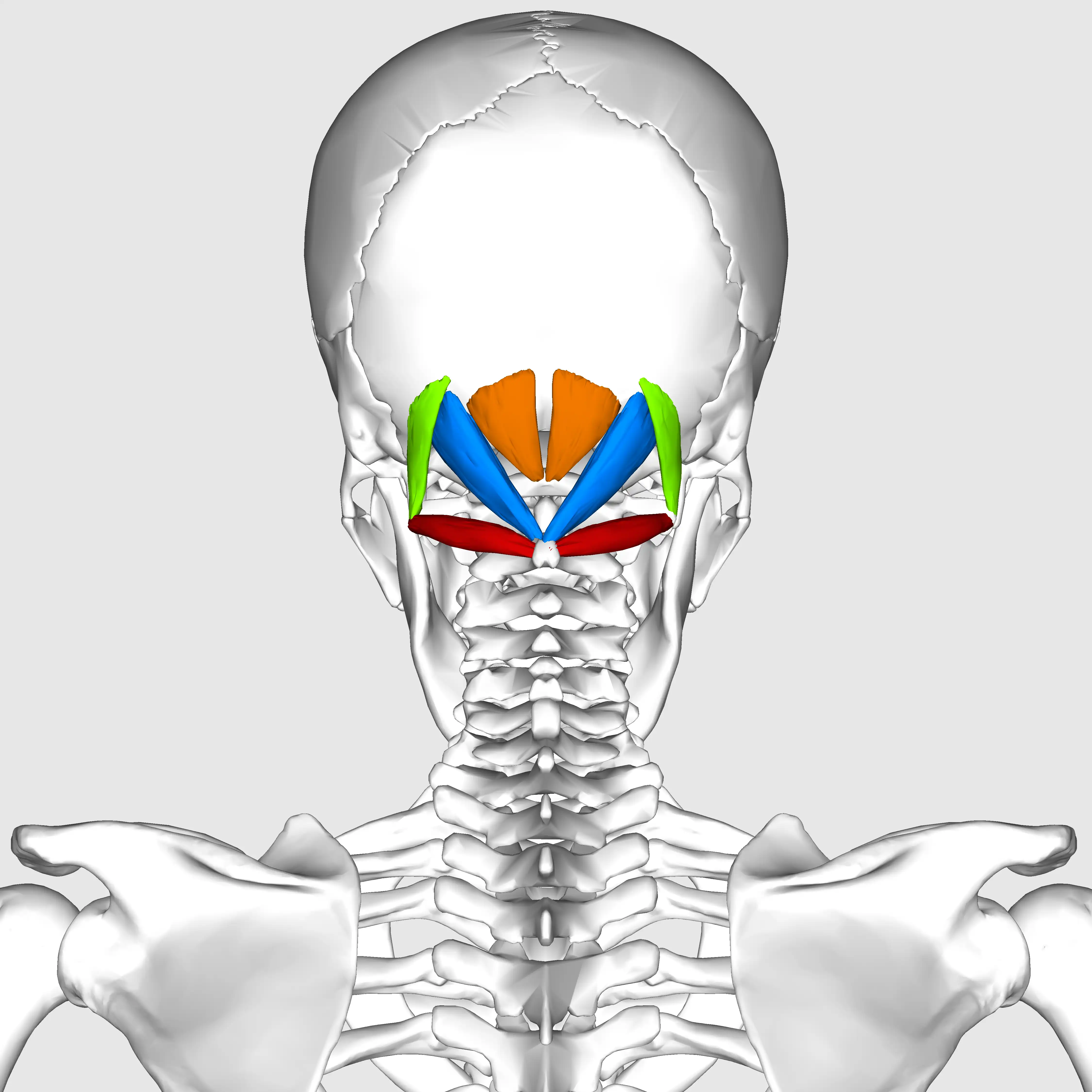 Suboccipital muscles05