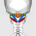 Imagen estática posterior de los 4 músculos suboccipitales.