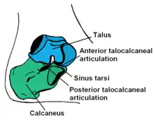 El astrágalo y el calcáneo reciben el peso del cuerpo y lo transmiten al resto del pie, de forma que su aspecto también orienta sobre la estatura general