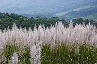 Flores de caña de azúcar