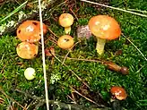 Suillus luteus. Siberia oriental