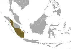 Distribución del surili de Sumatra