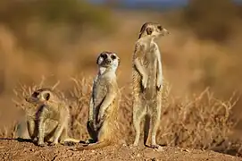 Suricata suricatta