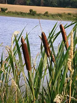 La vegetación de enea (Typha spp.) está muy desarrollada en Arrocampo